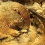 Tupai Arktik yang "Membeku" Ini Bisa Mengubah Perawatan Darurat Manusia